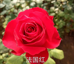 法国红玫瑰苗